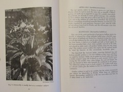 BULBS FOR FLORIDA HOMES by John Watkins 1962 Department of Agriculture 56 pages