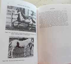 Lot 7 Vintage Horse Riding Books Techniques Vet Genetics Dressage 3-Day Jumping