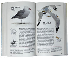 Reader’s Digest Book of North American Birds 1990 600 Species 576 Pages Illos