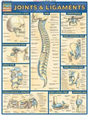Joints & Ligaments (Quickstudy: Academic) – Pamphlet By BarCharts, Inc. – GOOD