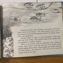 Picture Book of Florida Bernadine Bailey 1953 Kurt Wiese