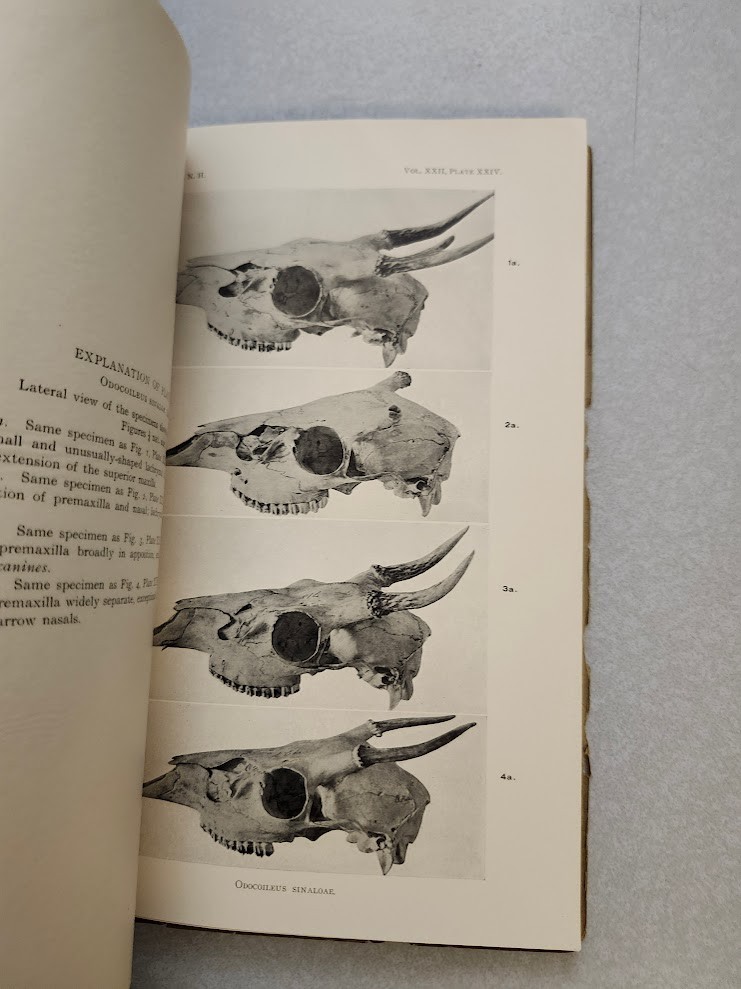 Mammals States of Sinaloa and Jalisco Mexico J. A. Allen American Museum 1906 VG