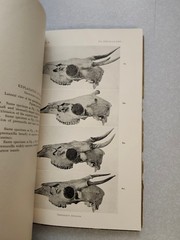 Mammals States of Sinaloa and Jalisco Mexico J. A. Allen American Museum 1906 VG